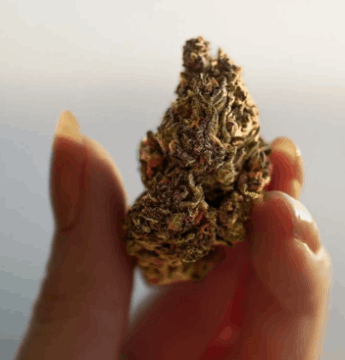 Galaxy Treats review featuring hemp-derived THCA Flower